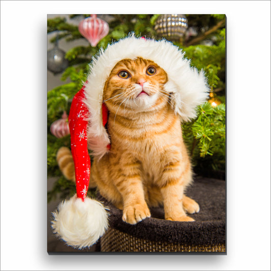 Scottish Cat Red Santa Hat